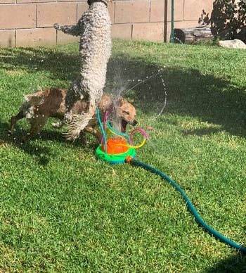 The same dogs jumping around in the sprinkler, having the time of their lives