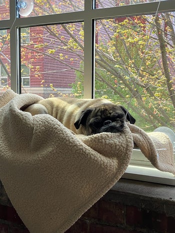 a pug napping on the hammock
