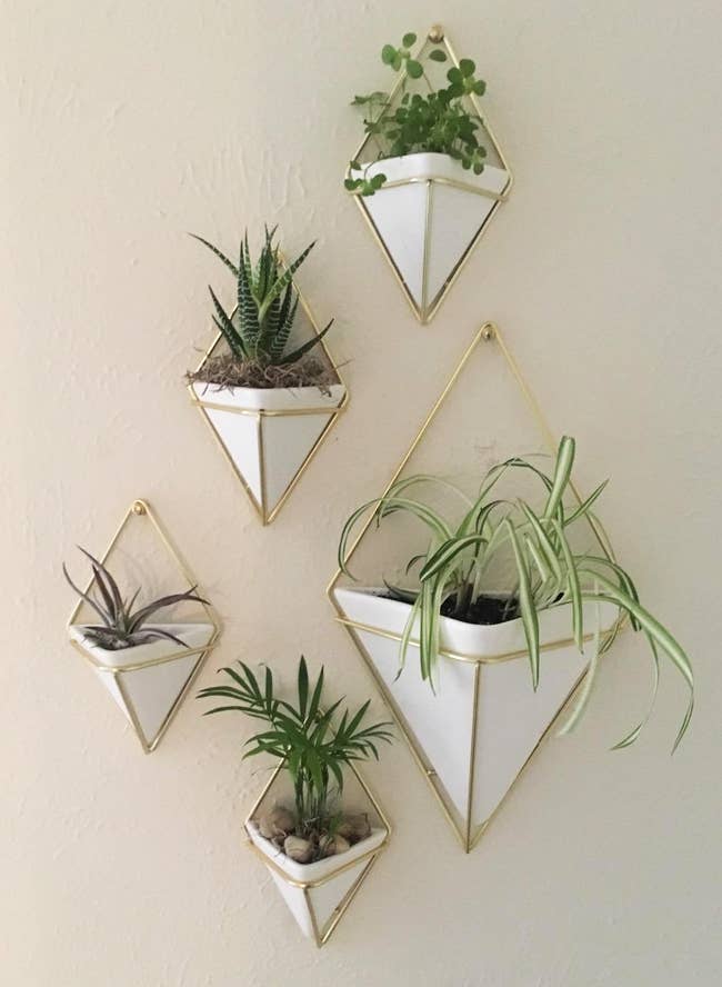 A reviewer's wall with five white and brass planters in various sizes