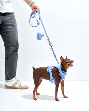 charms on a blue dog leash