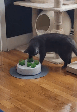 gif of a cat digging dry food out of the cat toy and eating it