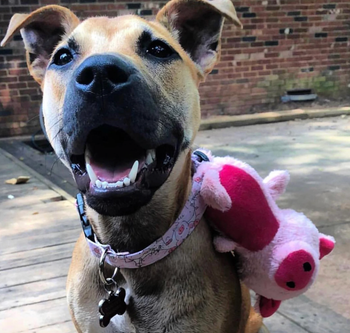A dog wearing the collar