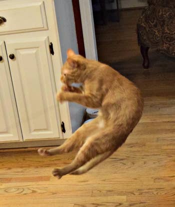 another reviewer's orange cat jumping in the air for the toy