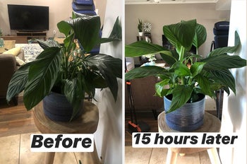 reviewer photo of their plant before looking droopy, then their revived plant 1 hours later
