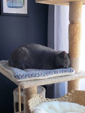 a cat sleeping on the sleeping pad
