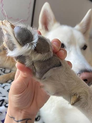 Close-up of a person holding a dog's paw, showcasing its texture, with a dog lying in the background
