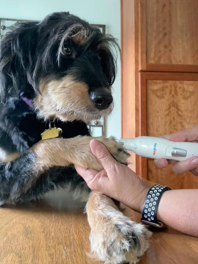 A dogs has its nails trimmed with an electrical nail grinder by an person