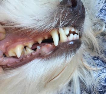 closeup of a reviewer's dogs teeth looking super clean after using the toothpaste