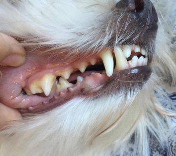 closeup of a reviewer's dogs teeth looking super clean after using the toothpaste