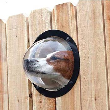 A dog poking their head in the bubble to look on the other side of the fence