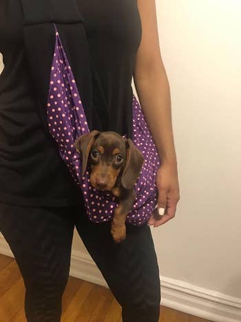 Person holding a dachshund puppy in a polka-dot fabric sling