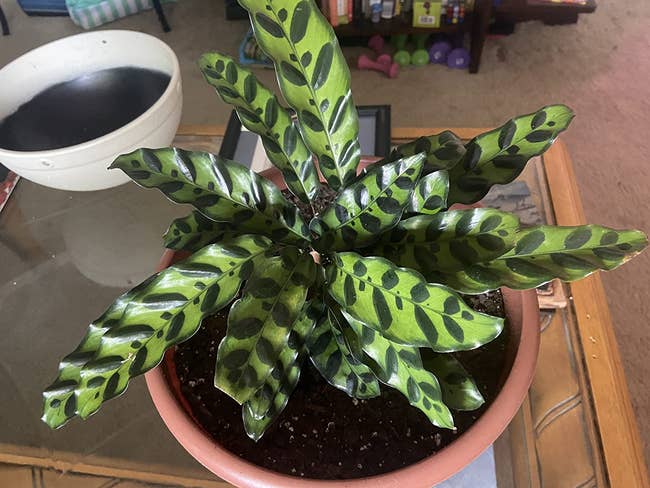 reviewer's calathea rattlesnake with big green leaves and a distinctive snake-like pattern