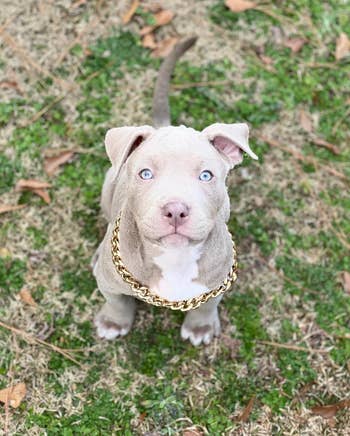 Puppy with a gold chain collar 