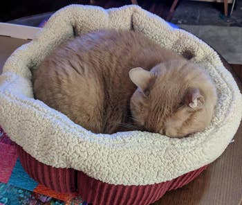 A cat curled up asleep in a cozy pet bed
