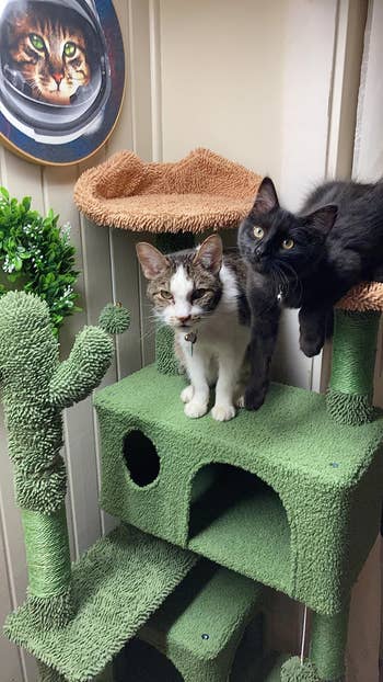Two cats on a multi-level carpeted cat tree; one is black, and the other is tabby. A cat photo and a small plant decorate the wall