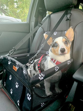 13 Best Dog Car Seats So Fido Can Always Go For A Ride