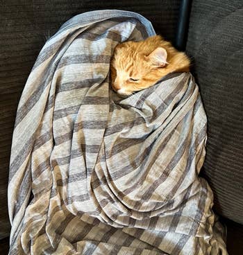Cat cozily wrapped successful  a striped broad  connected  a couch, giving a relaxed and snug appearance