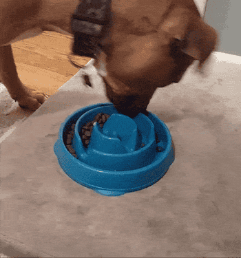 Reviewer gif of their dog eating food from the slow feeder bowl