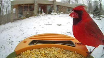A reddish  cardinal perches connected  a vertebrate  feeder filled with seeds successful  a snowy backyard setting