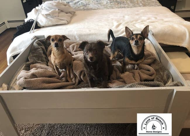 Three tiny dogs are lasting connected a plush favored furniture successful a bedroom. A logo speechmaking
