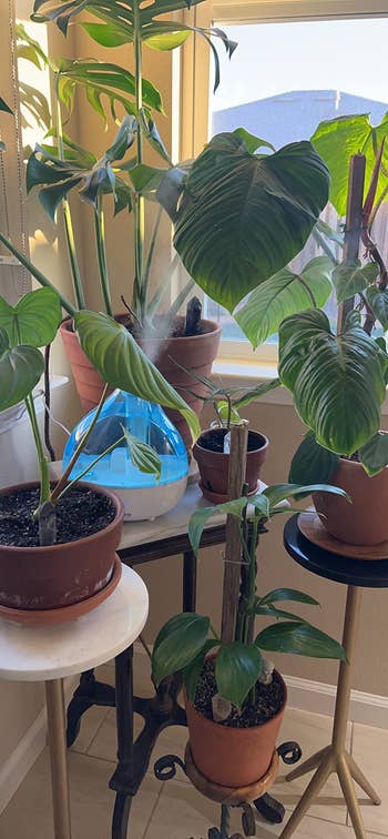 another reviewer's large humidifier misting a corner full of several plants