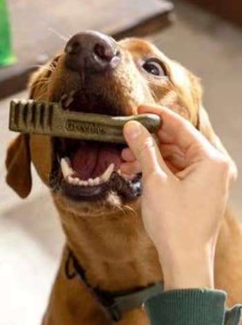 Dog eagerly biting a dental chew toy held by a person