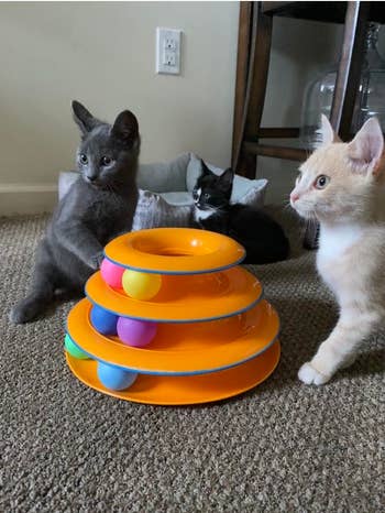 three kittens playing with the orange ball tower