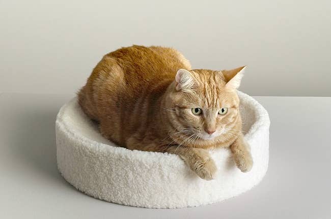 cat sitting on the round cushion