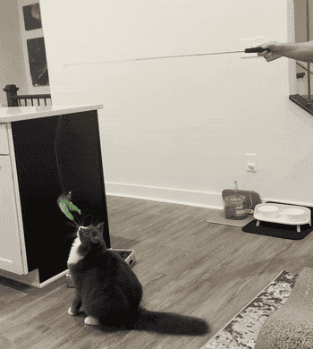 BuzzFeed writer's cat playing with the toy on a string