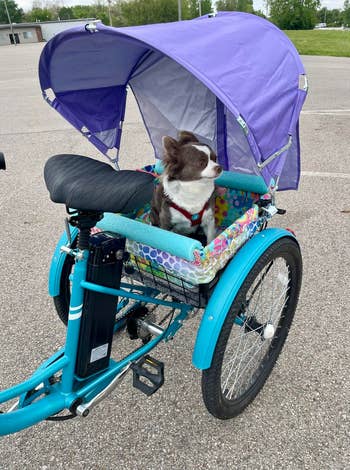 dog sitting in a basket and covered by the shade