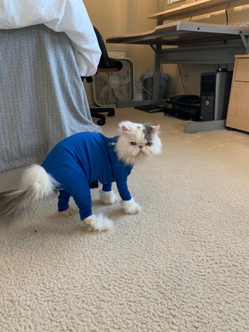 reviewer image of a cat in the onesie in blue
