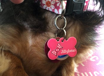 a reviewer's pet with a bone-shaped ID tag with a minnie mouse bow and their name on it
