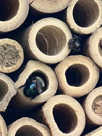 closeup of another reviewer's bee house showing a bee climbing inside one of the tubes