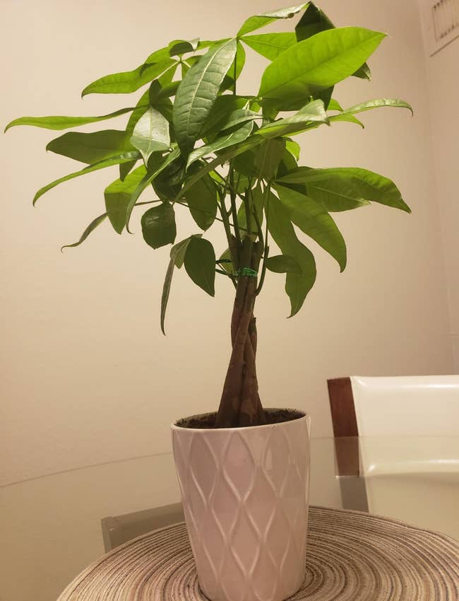 reviewer's money tree with braided trunk in a white pot
