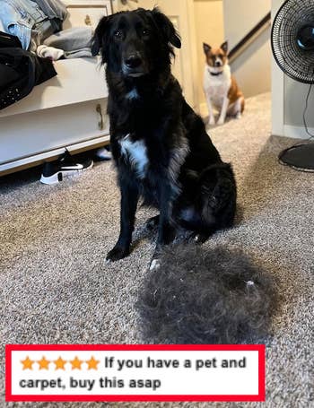 a dog next to a pile of fur