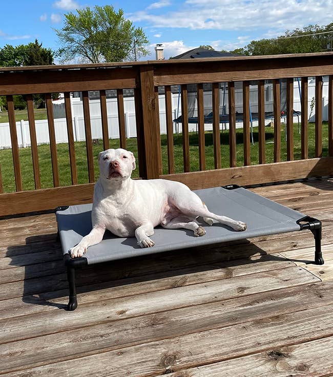 A white dog lounges on an outdoor pet bed on a wooden deck with a fenced yard in the background