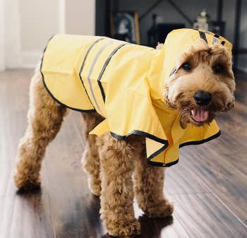 Dog in a yellow raincoat with hood, suitable for pet weather gear