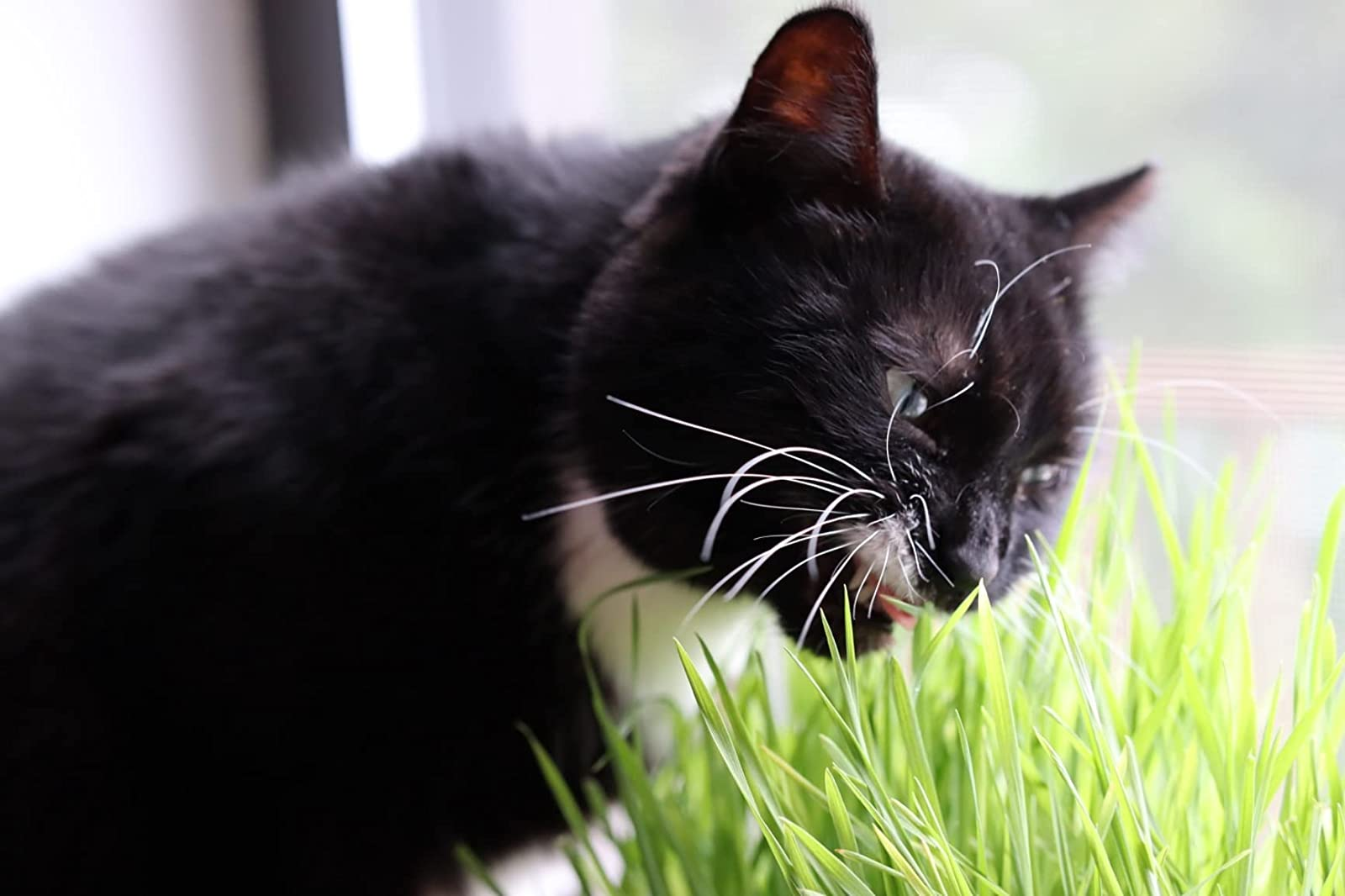 reviewer's feline  chowing down   connected  the feline  grass