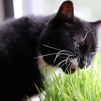 reviewer's cat chowing down on the cat grass