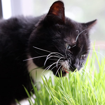 reviewer's cat chowing down on the cat grass