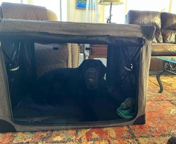 A black dog resting inside a portable fabric crate in a living room setting
