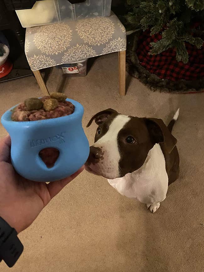 reviewer holding a blue curved silicone cylinder filled with food while a dog in the foreground looks at it longingly