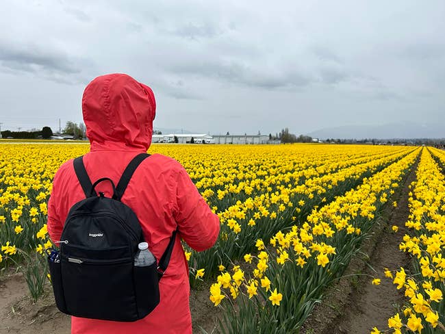Person in red jacket and backpack facing a field of yellow tulips under overcast skies