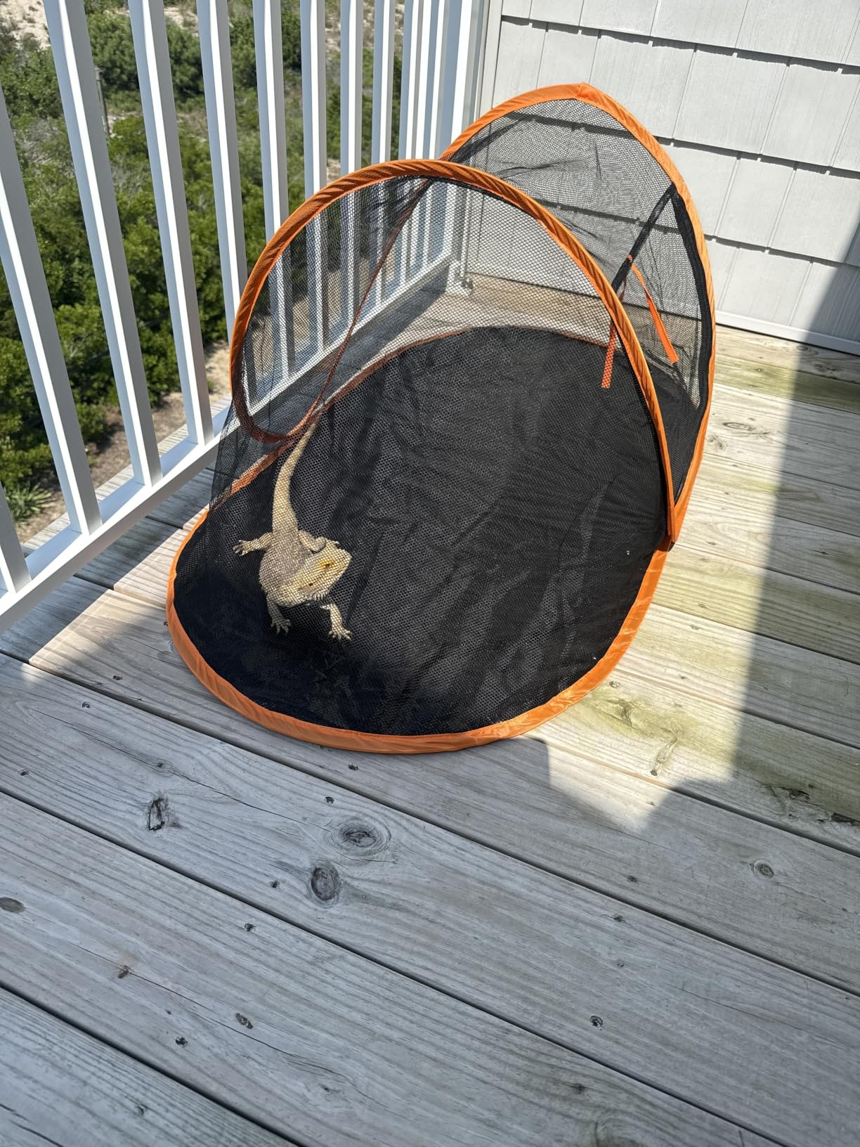 Bearded dragon successful  a mesh question   structure   connected  a woody  balcony, looking towards the camera