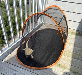 Bearded dragon successful a mesh question structure connected a woody balcony, looking towards the camera