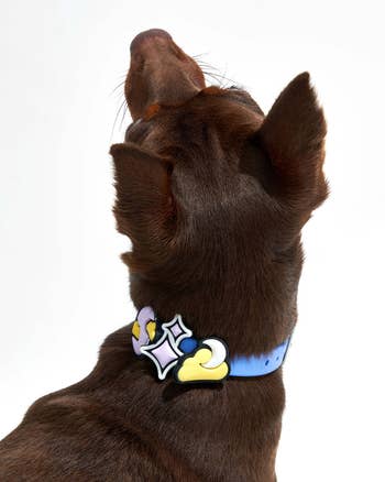 charms on a blue dog collar