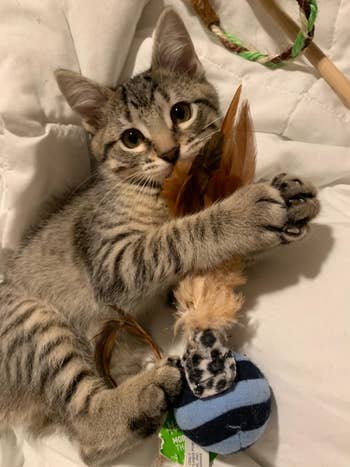 kitten playing with a teaser toy