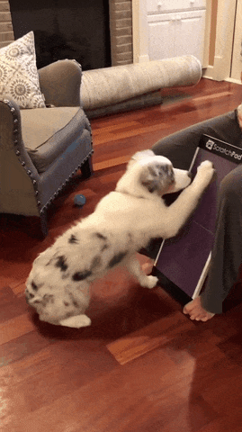 gif of dog using scratch pad and being rewarded with treat