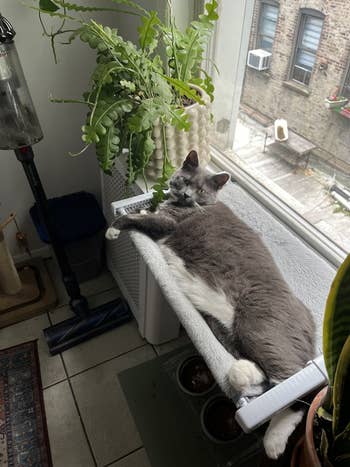 Cat lounging connected windowsill perch, surrounded by plants, looking outside
