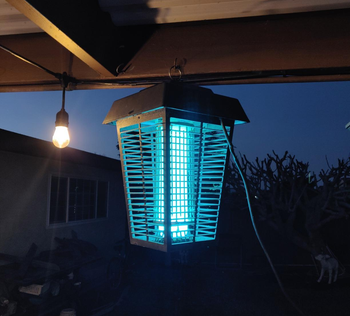 reviewer image of the insect killer hanging on a porch